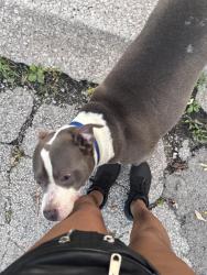 Found/Stray Female Dog last seen 217th Gailine ave, Sauk Village, IL 60411