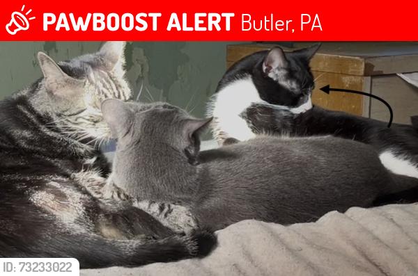 Lost Male Cat last seen Herman Rd, Butler, PA 16002