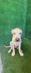 Shelter Stray Male Dog last seen , 5210 W Ave I, Lancaster, CA 93536, USA