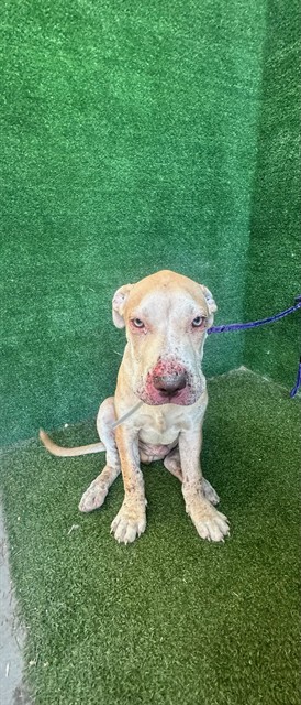 Shelter Stray Male Dog last seen , 5210 W Ave I, Lancaster, CA 93536, USA