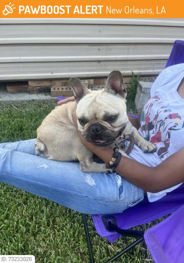 Found/Stray Male Dog last seen Near my home, New Orleans, LA 70127