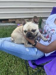 Found/Stray Male Dog last seen Near my home, New Orleans, LA 70127
