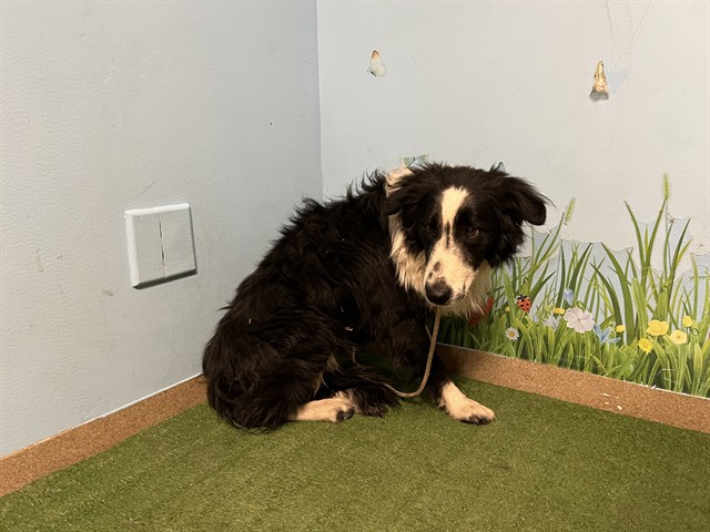 Shelter Stray Male Dog last seen , 38550 Sierra Hwy, Palmdale, CA 93550, USA