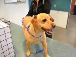 Shelter Stray Male Dog last seen , West Valley Animal Shelter, 20655 Plummer St, Chatsworth, CA 91311, USA