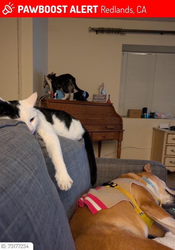 Lost Male Cat last seen Ford and Fernwood, Redlands 92374, Redlands, CA 92374