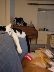 Lost Male Cat last seen Ford and Fernwood, Redlands 92374, Redlands, CA 92374