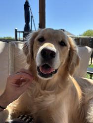 Reunited Female Dog last seen Parks of Corinth, Corinth, TX 76208