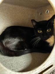 Shelter Stray Female Cat last seen , West Valley Animal Shelter, 20655 Plummer St, Chatsworth, CA 91311, USA