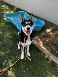 Shelter Stray Male Dog last seen , West Valley Animal Shelter, 20655 Plummer St, Chatsworth, CA 91311, USA