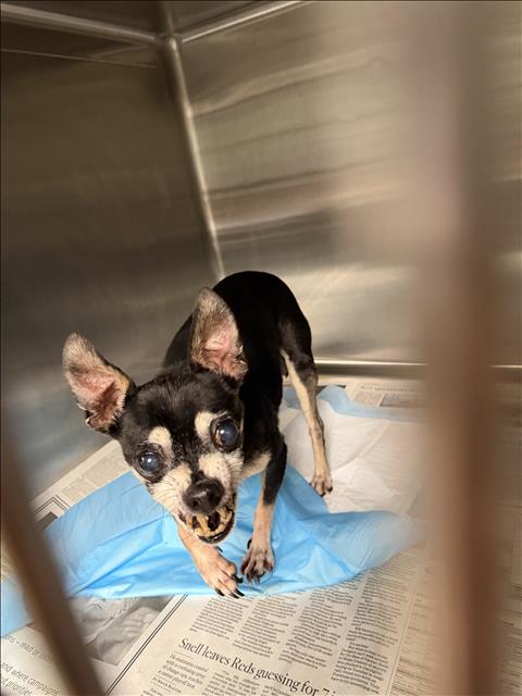 Shelter Stray Male Dog last seen , West Valley Animal Shelter, 20655 Plummer St, Chatsworth, CA 91311, USA
