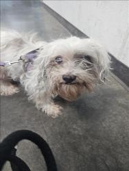 Shelter Stray Unknown Dog last seen , West Valley Animal Shelter, 20655 Plummer St, Chatsworth, CA 91311, USA