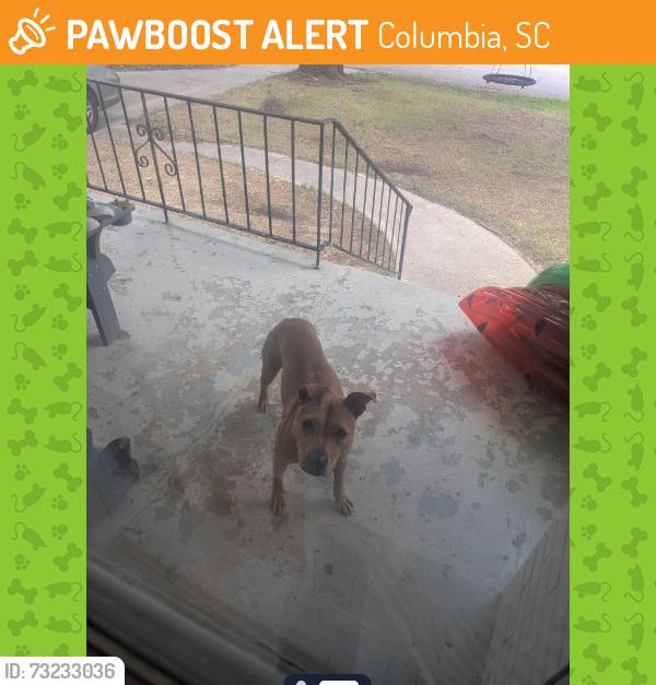 Found/Stray Female Dog last seen venus road galaxy neighborhood, Columbia, SC 29209