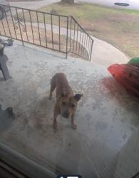 Found/Stray Female Dog last seen venus road galaxy neighborhood, Columbia, SC 29209