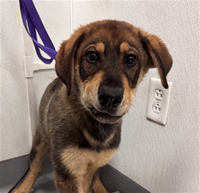 Shelter Stray Male Dog last seen Near BLOCK OLIVE AVE, PERRIS, 581 S Grand Ave, San Jacinto, CA 92582, USA