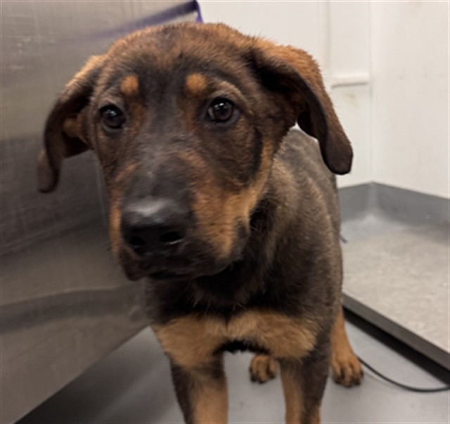 Shelter Stray Male Dog last seen Near BLOCK OLIVE AVE, PERRIS, 581 S Grand Ave, San Jacinto, CA 92582, USA