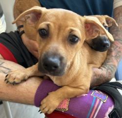 Shelter Stray Female Dog last seen BARRANCA PKWY/VALLEY OAK DR, 92618, 6443 Oak Canyon, Irvine, CA 92618, USA