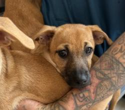 Shelter Stray Female Dog last seen BARRANCA PKWY/VALLEY OAK DR, 92618, 6443 Oak Canyon, Irvine, CA 92618, USA