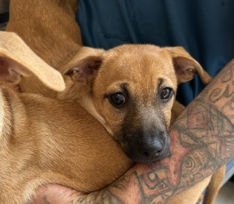Shelter Stray Female Dog last seen BARRANCA PKWY/VALLEY OAK DR, 92618, 6443 Oak Canyon, Irvine, CA 92618, USA