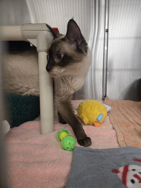 Shelter Stray Female Cat last seen ALTON PKWY/JAMBOREE RD, 92606, 6443 Oak Canyon, Irvine, CA 92618, USA