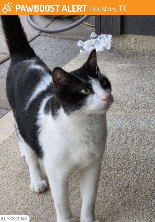 Found/Stray Unknown Cat last seen Names Dr, Houston, TX 77090