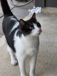 Found/Stray Unknown Cat last seen Names Dr, Houston, TX 77090