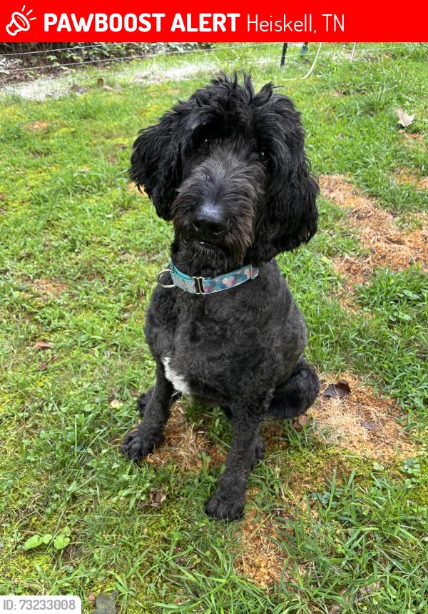 Lost Female Dog last seen Indian Gap Rd possibly around Hickory Valley., Anderson County, TN 37754