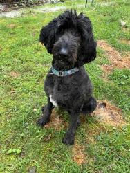 Lost Female Dog last seen Indian Gap Rd possibly around Hickory Valley., Anderson County, TN 37754