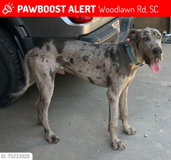 Lost Male Dog last seen Martintown rd., Woodlawn Rd, SC 29821