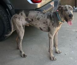 Lost Male Dog last seen Martintown rd., Woodlawn Rd, SC 29821