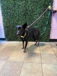 Shelter Stray Female Dog last seen McKelligon Canyon, CITY of El Paso, TX, 5001 Fred Wilson Ave, El Paso, TX 79906, USA