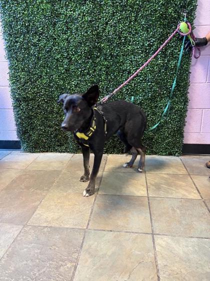 Shelter Stray Female Dog last seen McKelligon Canyon, CITY of El Paso, TX, 5001 Fred Wilson Ave, El Paso, TX 79906, USA