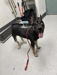 Shelter Stray Male Dog last seen Sun Valley Dr, Oakland, CA, 1101 29th Ave, Oakland, CA 94601, USA