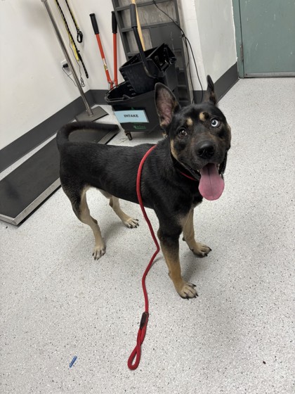 Shelter Stray Male Dog last seen Sun Valley Dr, Oakland, CA, 1101 29th Ave, Oakland, CA 94601, USA