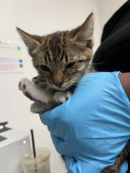 Shelter Stray Female Cat last seen Near valley st, Oakland, CA, 1101 29th Ave, Oakland, CA 94601, USA