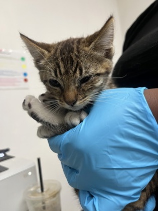 Shelter Stray Female Cat last seen Near valley st, Oakland, CA, 1101 29th Ave, Oakland, CA 94601, USA