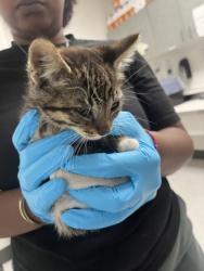 Shelter Stray Female Cat last seen Near valley st, Oakland, CA, 1101 29th Ave, Oakland, CA 94601, USA