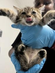 Shelter Stray Female Cat last seen Near valley st, Oakland, CA, 1101 29th Ave, Oakland, CA 94601, USA