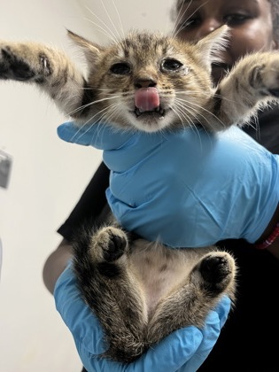 Shelter Stray Female Cat last seen Near valley st, Oakland, CA, 1101 29th Ave, Oakland, CA 94601, USA