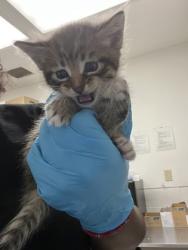 Shelter Stray Male Cat last seen Near Foothill Blvd., Oakland, CA, 1101 29th Ave, Oakland, CA 94601, USA