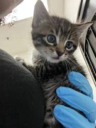 Shelter Stray Male Cat last seen Near Foothill Blvd., Oakland, CA, 1101 29th Ave, Oakland, CA 94601, USA