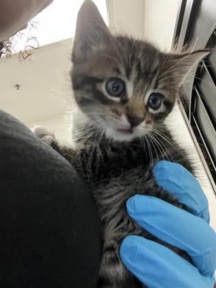 Shelter Stray Male Cat last seen Near Foothill Blvd., Oakland, CA, 1101 29th Ave, Oakland, CA 94601, USA