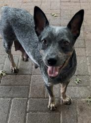 Shelter Stray Female Dog last seen HOME DEPOT - TOWNE CENTRE, 75150, TX, 1650 Gross Rd, Mesquite, TX 75149, USA
