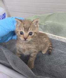 Shelter Stray Female Cat last seen Near 90th ave, Oakland, CA, 1101 29th Ave, Oakland, CA 94601, USA