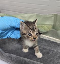 Shelter Stray Female Cat last seen Near 90th ave, Oakland, CA, 1101 29th Ave, Oakland, CA 94601, USA