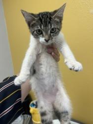 Shelter Stray Female Cat last seen J & L Car Wash - 707 Gross Rd, 75149, TX, 1650 Gross Rd, Mesquite, TX 75149, USA