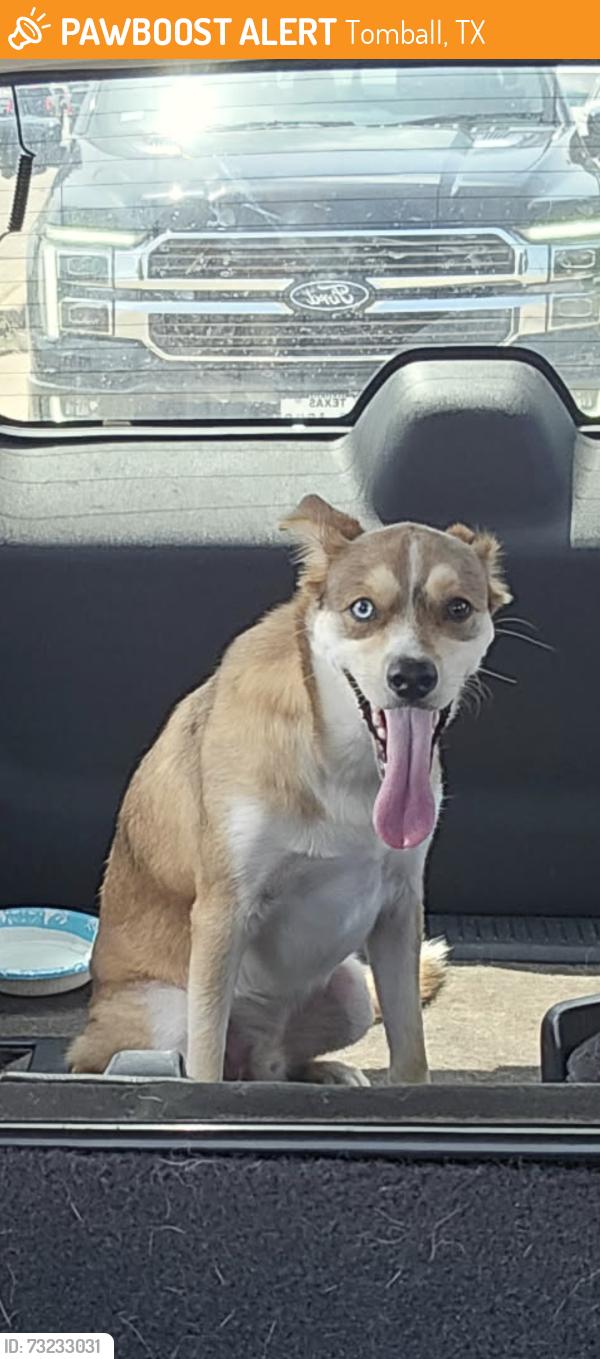 Found/Stray Male Dog last seen Medical complex drive, Tomball, TX 77375