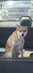 Found/Stray Male Dog last seen Medical complex drive, Tomball, TX 77375