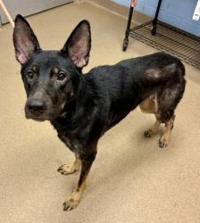 Shelter Stray Female Dog last seen , 30058, GA, 3280 Chamblee Dunwoody Rd, Chamblee, GA 30341, USA