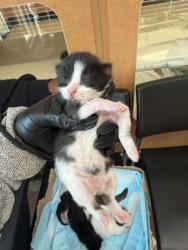Shelter Stray Female Cat last seen Near Camden Oak Way, 30058, GA, 3280 Chamblee Dunwoody Rd, Chamblee, GA 30341, USA