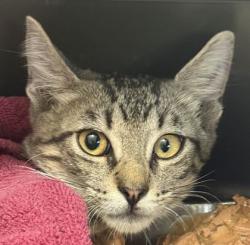 Shelter Stray Male Cat last seen Wellborn Rd and University Dr, City of College Station, TX, 5359 Leonard Rd, Bryan, TX 77807, USA